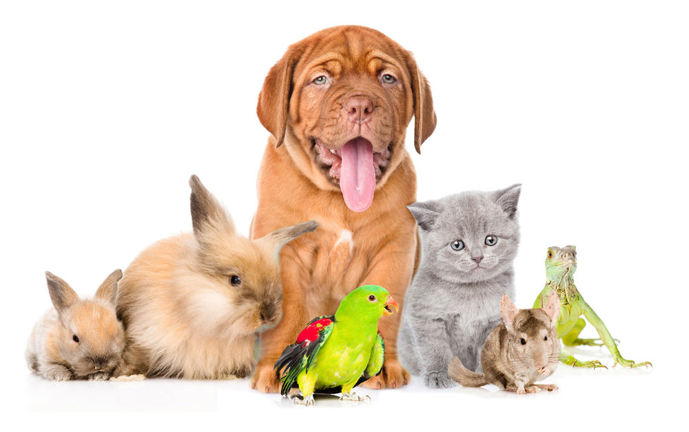 pets_about Mix of animals at our clinic in North Ryde