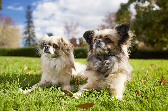 Dogs in park at behaviour training