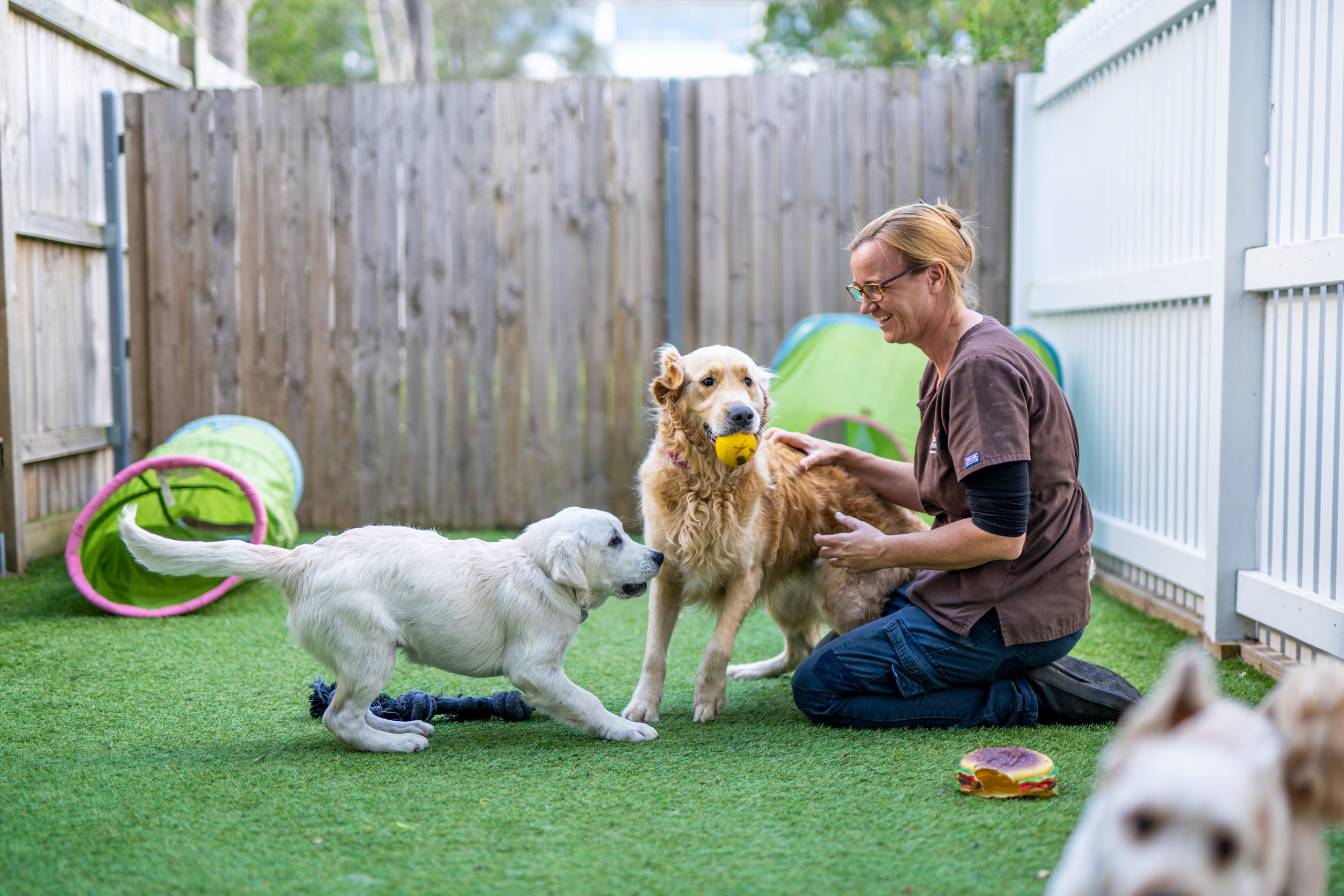 Dogs play at doggy daycare in North Ryde