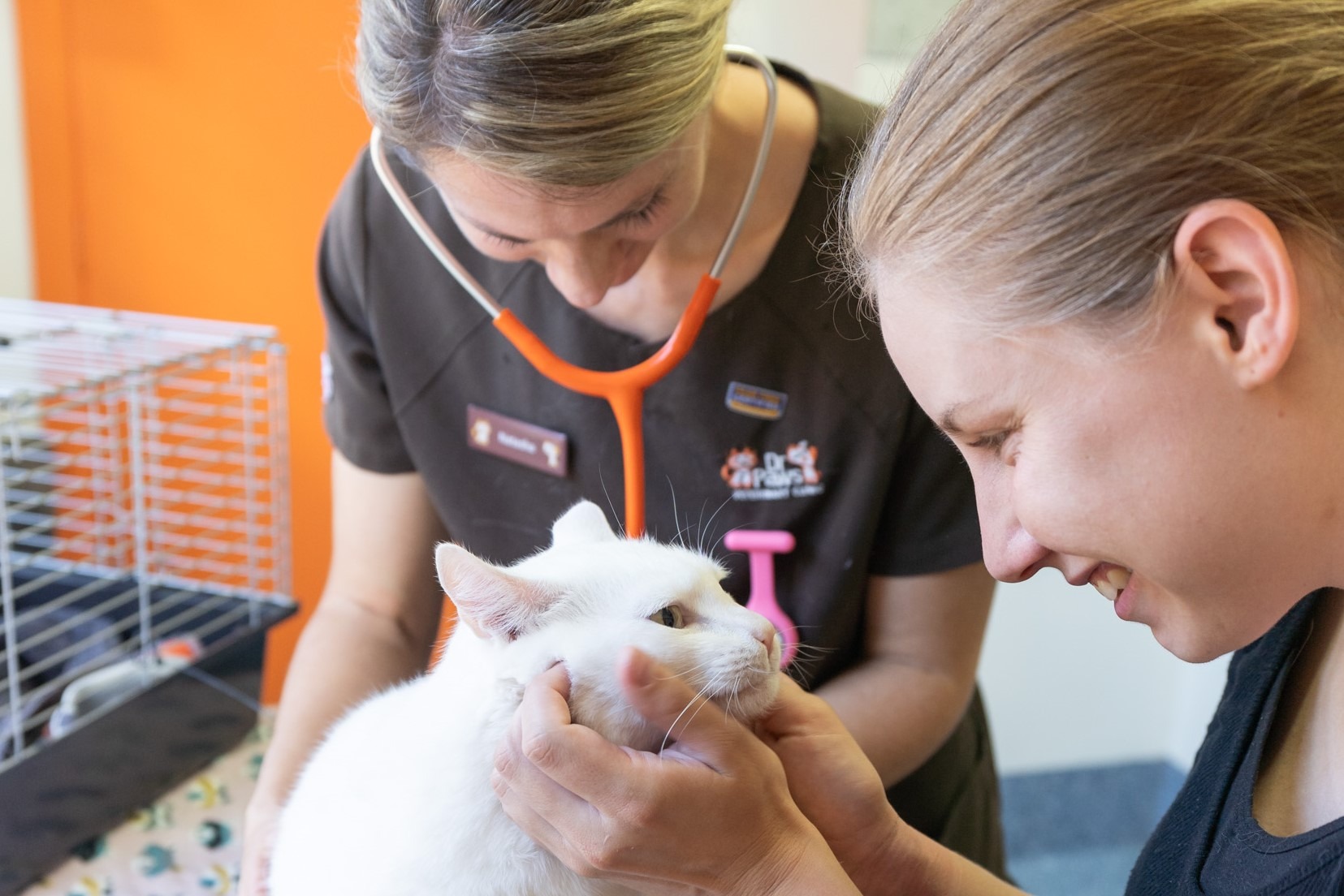 Cat with vet nurses in North Ryde