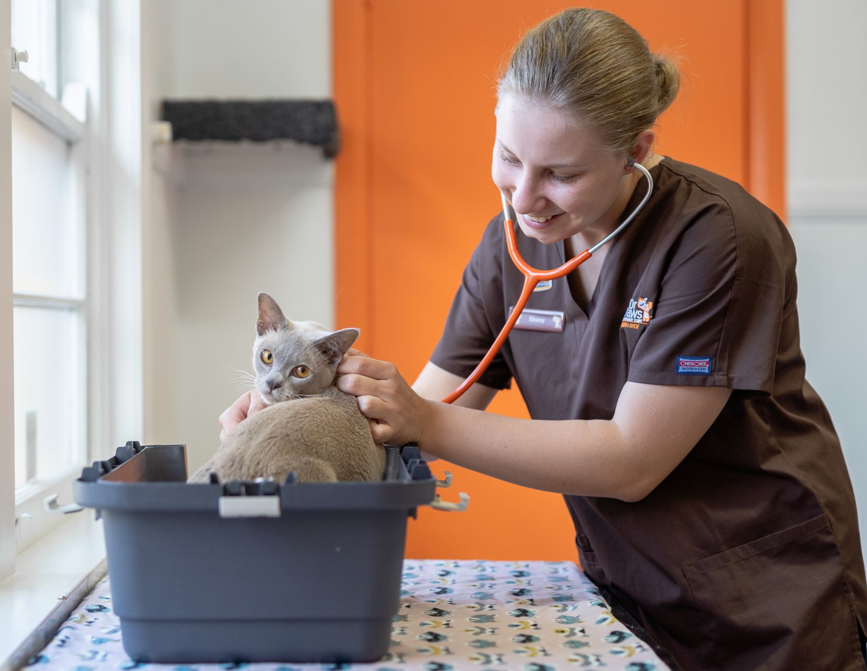 Vet with cat in North Ryde
