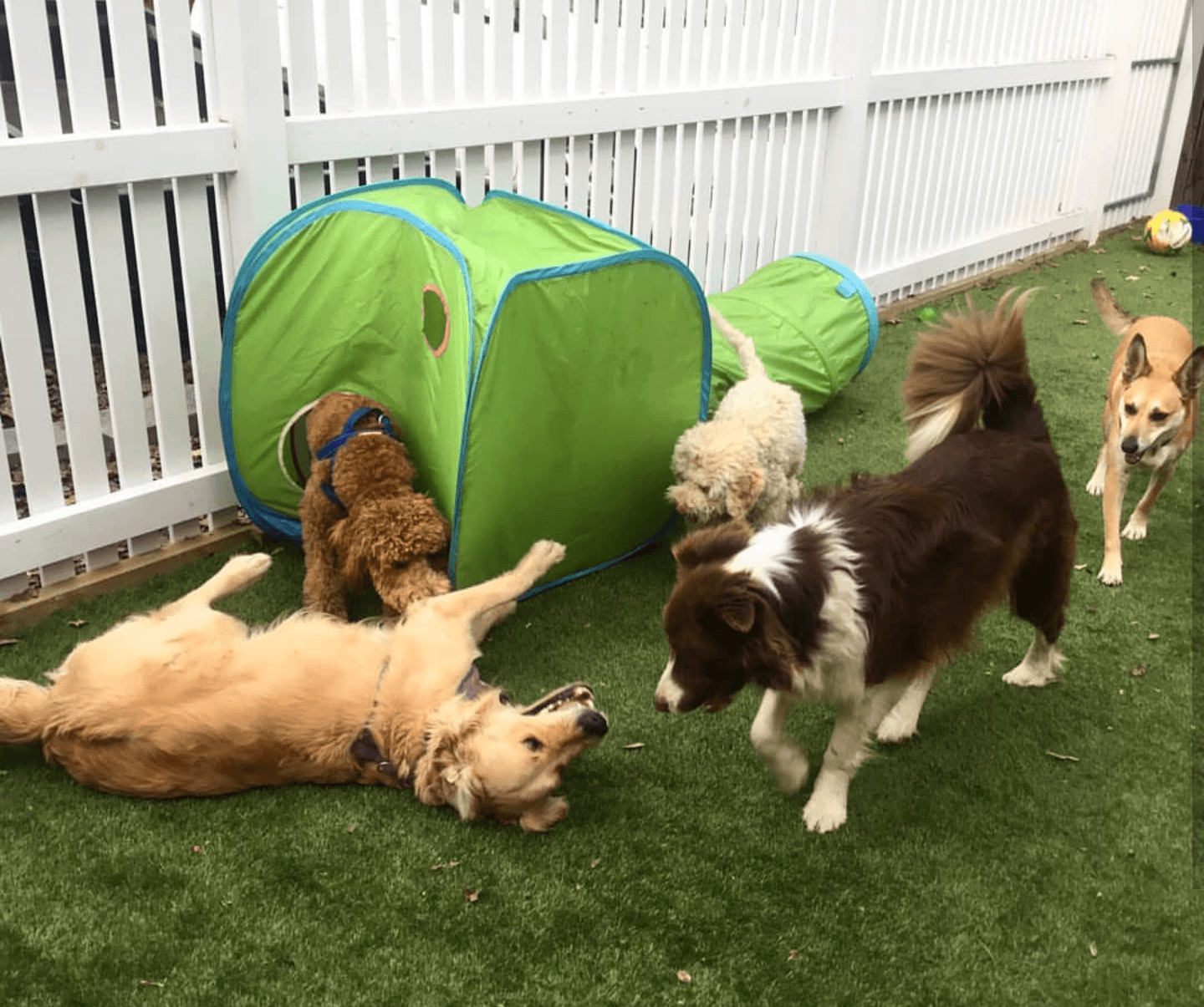 Dr Paws North Ryde – Doggy Daycare Fun (5) Fun at doggy daycare
